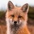 Renard the Fox